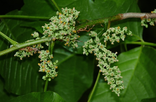 {Toxicodendron radicans}